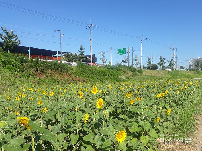 3. 배방읍, 해바라기.jpg