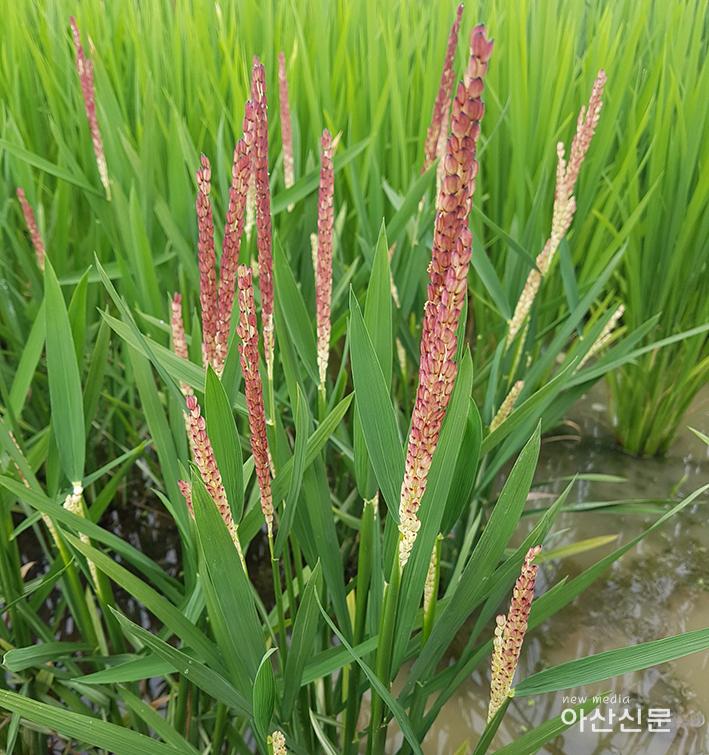 사본 -벼품종개발-3.jpg