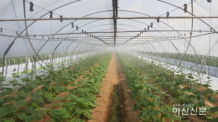 1. 기술보급과, 이상고온대응 시설채소 온도저감기술 도입 - 1번 사진.jpg