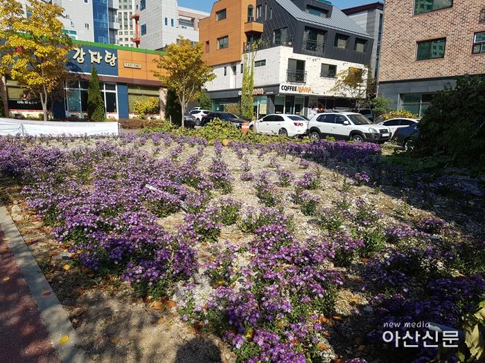 3. 탕정면, 지중해마을 꽃밭 조성.jpg