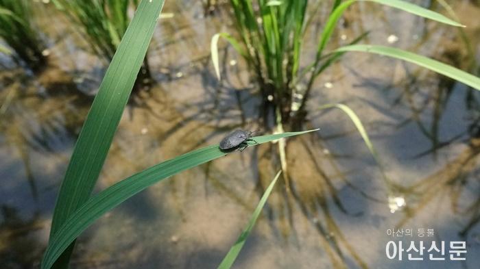 2. 아산시, 먹노린재 수시예찰과 적기방제로 피해 최소화 당부 2.JPG