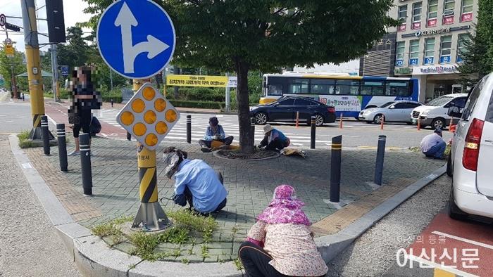 4-2. 아산시, 추석맞이 도심지 인도·도로변 제초작업.jpg