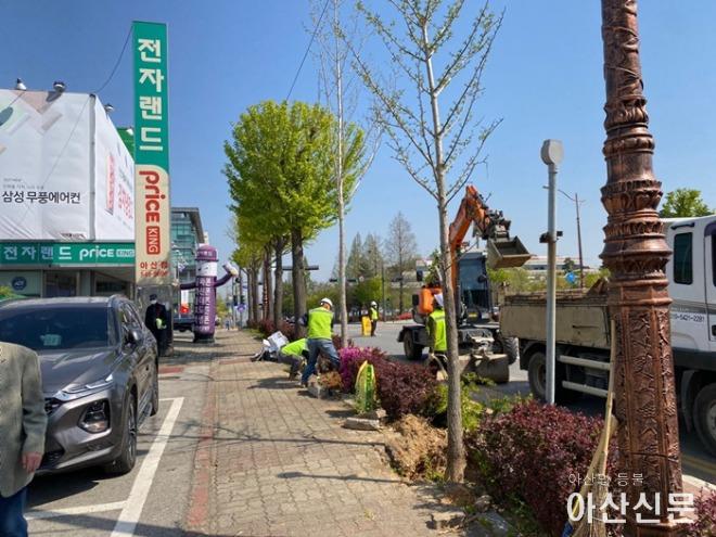 5. 아산시, 도심지 은행나무 가로수 암수 교체 역점 추진.JPG