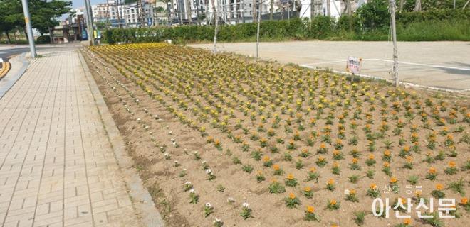13. 탕정면, 도심지 곳곳 형형색색 여름꽃으로 새단장.jpg