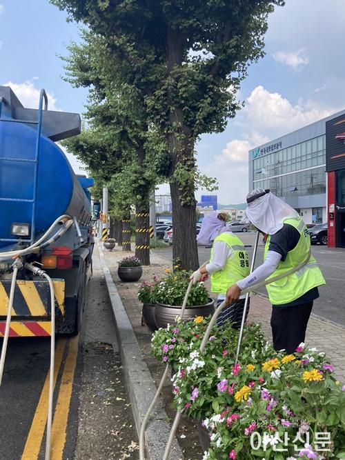 3. 아산시, 연이은 폭염 대비 시내권 수목 관리 총력대응.jpg