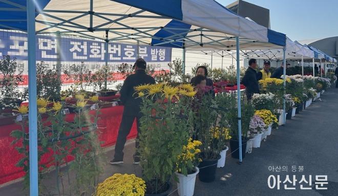 4. 둔포면 시니어자원봉사단, 제3회 국화전시회 성료(2).jpg