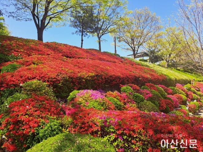 1. 아산시, 봄 내음 가득한 ‘영인산 철쭉제’로 오세요(2).jpg