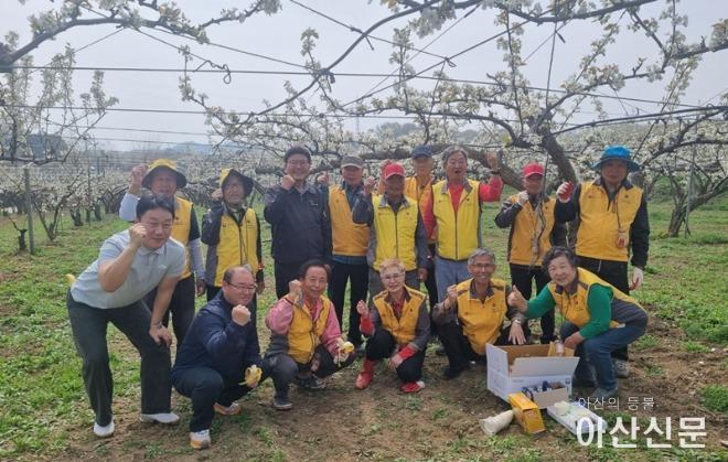 2. 아산시 둔포시니어 봉사단, 배꽃 인공 수분 활동 지원(1).jpg