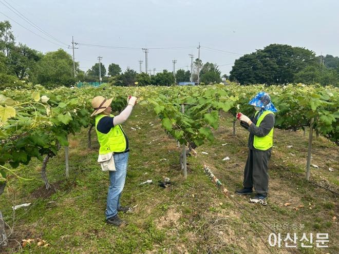 사진 2. 포도순치기 봉사활동 사진.jpg