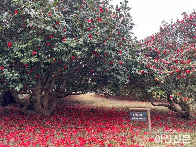 2-1. 서천 마량리 동백나무 숲.jpg
